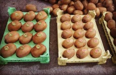  میوه | کیوی کیوی هایوارد طلایی صادراتی