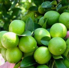  میوه | لیمو ترش لیمو عمانی اسلایس لیمو بهار نارنج.خرما