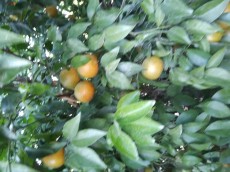  میوه | نارنگی نارنگی