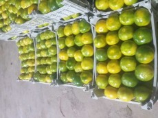  میوه | نارنگی نارنگی ژاپتی سورتینگی زود رس