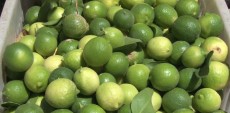  میوه | لیمو ترش لیمو ترش بوشهر