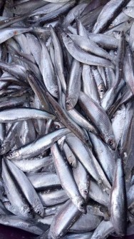  مواد پروتئینی | ماهی کیلکا