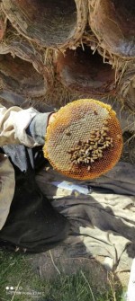  دامپروری | عسل فروش انواع عسل