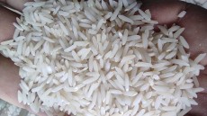  غلات | برنج برنج طارم محلی صد در صد