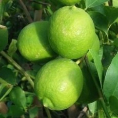  میوه | لیمو ترش انواع لیمو ترش
