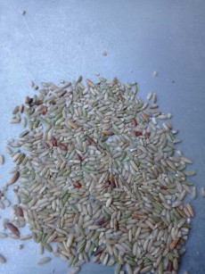  غلات | برنج انواع شالی و برنج عنبربو