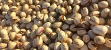  خشکبار | پسته فندقی