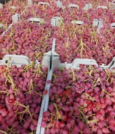  میوه | انگور انگور صادراتی