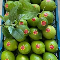  میوه | لیمو ترش لیمو سنگی لیمو ترش محلی