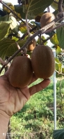  میوه | کیوی هایوارد صادراتی بدون هورمون