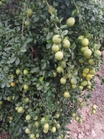  میوه | لیمو شیرین لیمو شیرین بارگیری گچساران