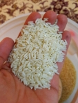  غلات | برنج برنج طارم هاشمی کشت اول سرخرود