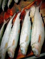  مواد پروتئینی | ماهی سفید دریایی