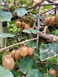  میوه | کیوی گیوی صادراتی
