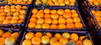  میوه | نارنگی محلی