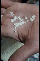  غلات | برنج طارم هاشمی فریدونکنار