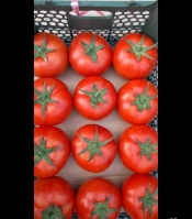  صیفی | گوجه گوجه گلخانه ای هیدروپونیک دافنیس