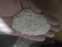  غلات | برنج انواع برنج و لاشه برنج