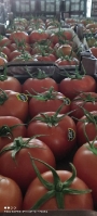  صیفی | گوجه صادراتی دافنیس و 4129