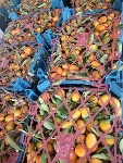  میوه | پرتقال کامکوات