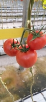  صیفی | گوجه گوجه گلخانه ای 4129بذر دافنیس چری و زیتونی خوشه ای