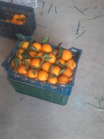  میوه | پرتقال پرتقال برگی