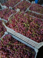  میوه | انگور  انگور سفید و قرمز بیدانه صادراتی