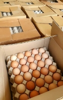  مواد پروتئینی | تخم مرغ تخم مرغ محلی و ارگانیک