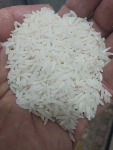  غلات | برنج برنج هاشمی گیلان