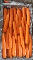  صیفی | هویج هویچ بذر نانکوو اس جی