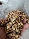  دامپروری | خوراک دام بادام زمینی