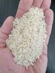  غلات | برنج برنج شیرودی اعلاء