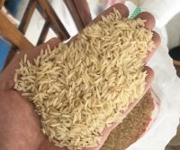  غلات | برنج برنج دودی شیرودی الک شده