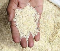  غلات | برنج طارم هاشمی عطری