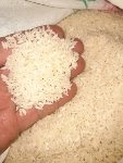  غلات | برنج کشت دوم بینام عیانی