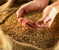  غلات | گندم گندم بذر وگندم کمباین