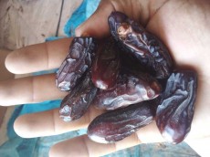  میوه | خرما ربی