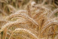  غلات | گندم گندم بذری سَرداری