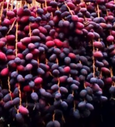  میوه | خرما مضافتی خوشه ای