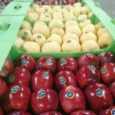  میوه | سیب سیب صادراتی فوق لوکس
