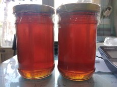  دامپروری | عسل عسل درختی ارگانیک که