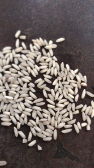  غلات | برنج برنج عنبربو