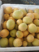  میوه | لیمو ترش خارگی