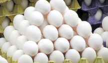  مواد پروتئینی | تخم مرغ تخم مرغ ساده و مارک دار
