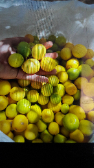  میوه | لیمو ترش لیمو عمانی
