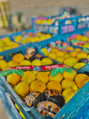  میوه | نارنگی نارنگی ژاپنی صادراتی