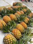  میوه | آناناس آناناس درجه یک هندی