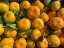  میوه | نارنگی نارنگی سوپر