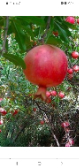  میوه | انار انارشیرین دونه سیاه سیاب