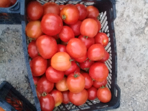  صیفی | گوجه گوجه بروبیا و باسیما